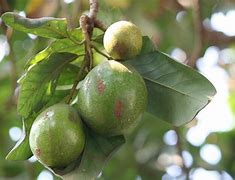 Image result for Kenya Traditional Fruits
