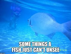 Image result for Lost Fish Meme