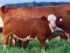 Image result for That Is Cow in the World