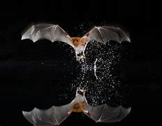 Image result for Crazy Danger Bat