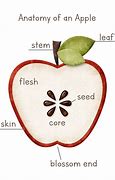 Image result for False Fruit Anatomy Apple