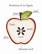 Image result for Label Parts of an Apple