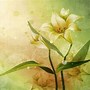 Image result for Nature 3D Wallpaper HD Flower