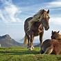 Image result for 9000 Year Old Horse