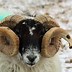 Image result for Sheep Type Ark Night