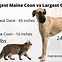 Image result for maine coon size comparison