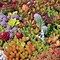 Image result for Red Sedum Ground Cover