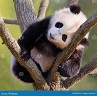 Image result for Baby Panda On Tree
