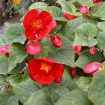 Image result for Begonia multiflora Frau Hélène Harms