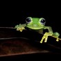 Image result for Frog with the Nose
