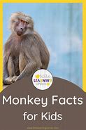 Image result for Monkey Fun Facts for Kids