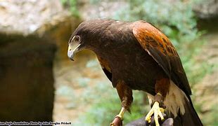 Image result for What Is a Maverick Eagle