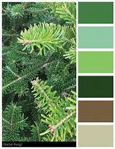 Image result for Pine Tree Color Palette