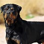 Image result for Female Rottweiler Growth Chart