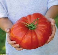 Image result for Biggest Tomato in the World