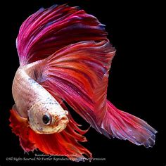 The Beauty of Nature No. 1 (Siamese Betta Fish by Mr. Kani… | Flickr