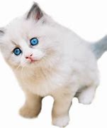 Image result for Trippy Cat Transparent Background