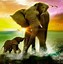 Image result for Pretty Elephant