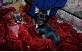 Image result for Xmas Chihuahua