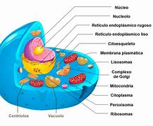 Image result for eucarionte