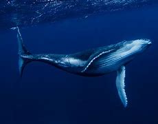 Image result for Humpback Whale Water