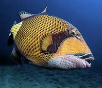 Image result for Triggerfish Attack