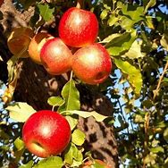 Image result for Winesap Apples Cider