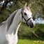 Image result for Arabian Colours Horse