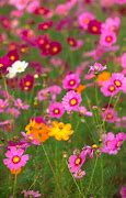 Image result for Cosmos Summer Flowers