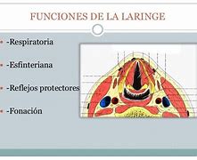 Image result for lariforme