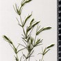 Image result for Chara Plant