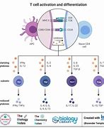 Image result for T cell Types