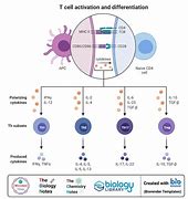 Image result for T cell
