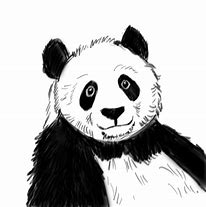 Image result for Adult Panda Drawing