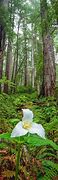Image result for Redwood Forest Plants
