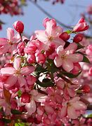 Image result for Summer Apple Tree