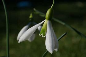 Image result for Galanthus Ding Dong