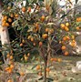 Image result for Indian Wild Orange