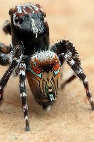 Image result for New Spider Found in Australia