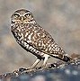 Image result for Owls Chirp