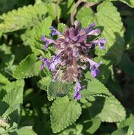 Image result for Nepeta cataria Citriodora