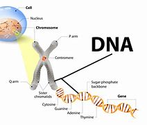 Image result for Gene Traits DNA