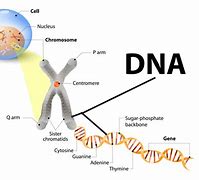 Image result for DNA and Genes for Kids