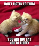Image result for Stupid Funny Cat Memes