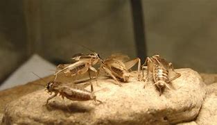 Image result for The Chirping Crickets Album
