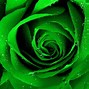Image result for Lime Green Roses