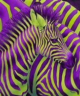 Image result for Zebra Front View