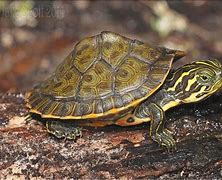 Image result for Pseudemys Emydidae