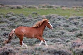 Image result for Horse Galloping Off