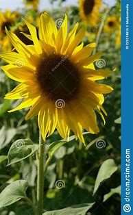 Image result for Bing Sunflower Screensavers